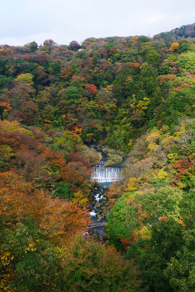 箱根 紅葉 2015