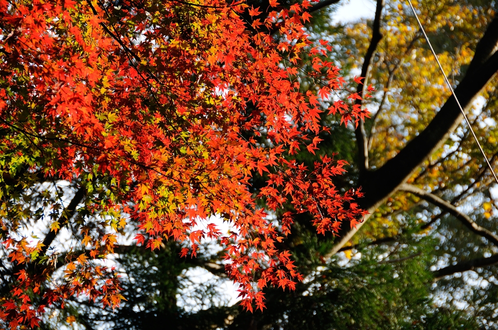 紅葉狩りin Takao