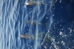 ハシナガイルカの群れ2