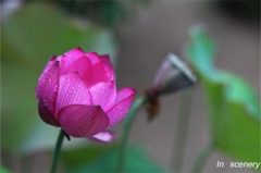 蓮
