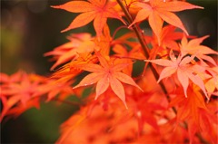 井山宝福寺