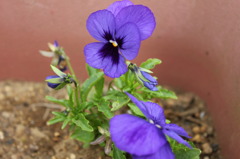 花2