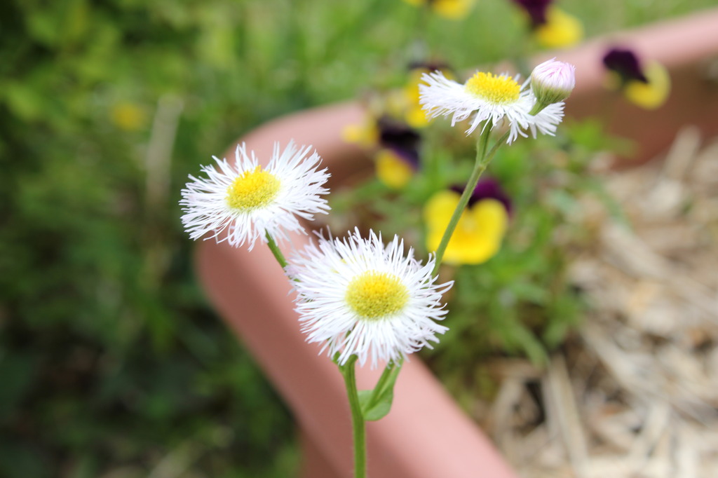花