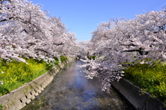 五条川の桜