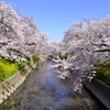 五条川の桜