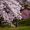 桜の花