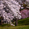 桜の花