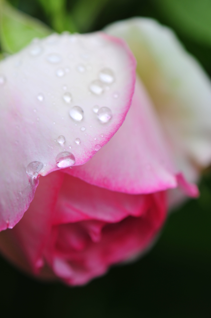 薔薇2010