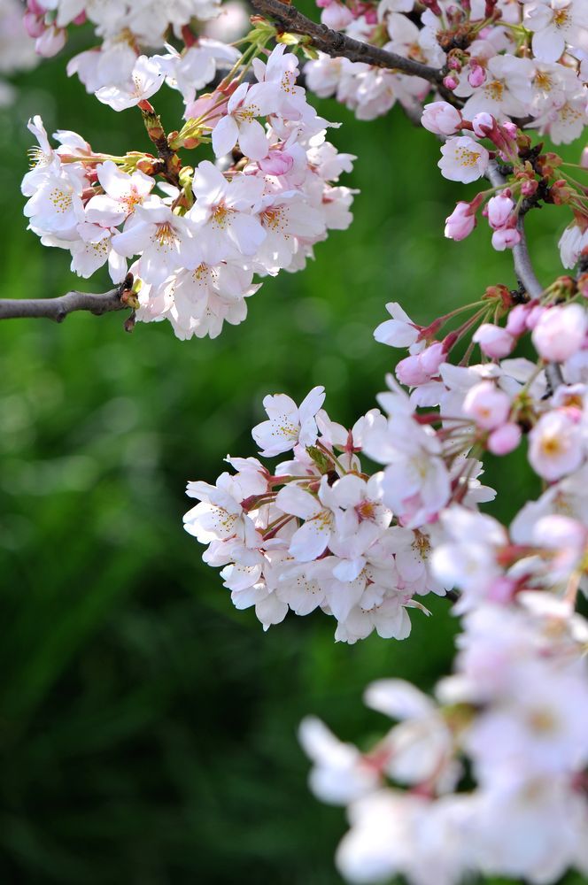 桜2010