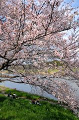 桜2010