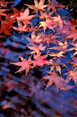 晩秋だねぇ。。
