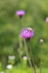 アザミ蜂蜜に？？