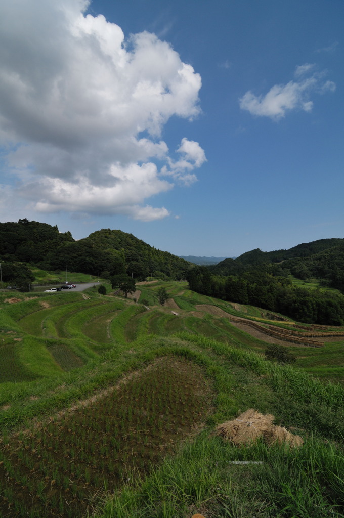 棚田