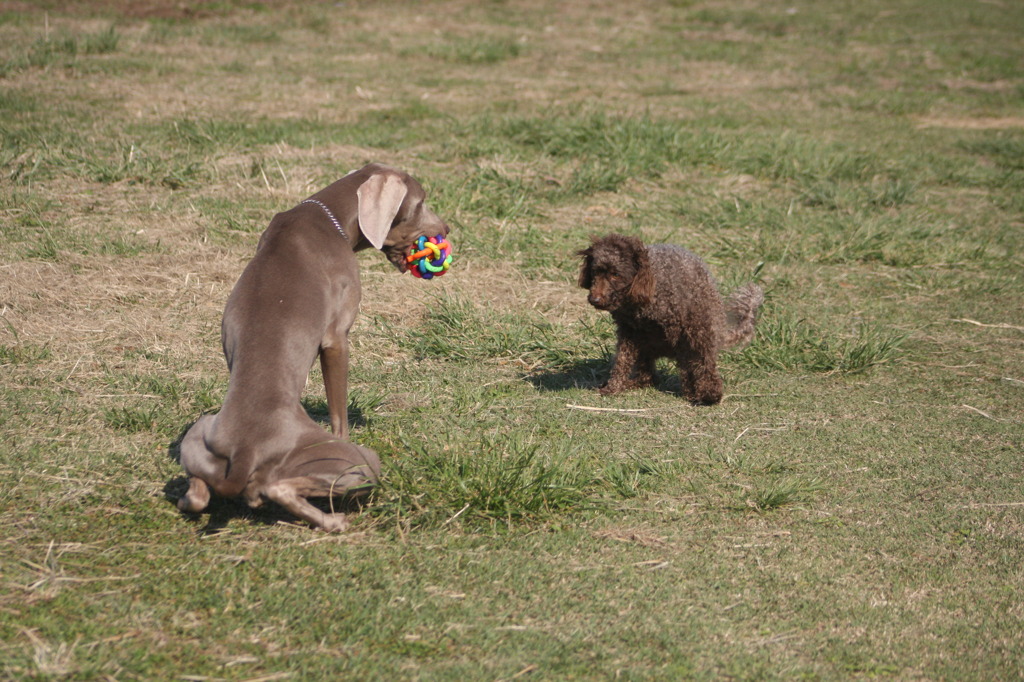 見合って見合って～