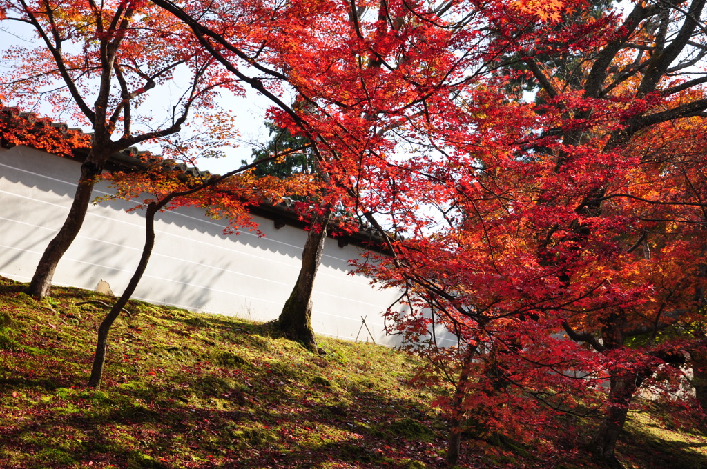 曼殊院（京都）　09.11.19