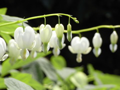 タイツリ草
