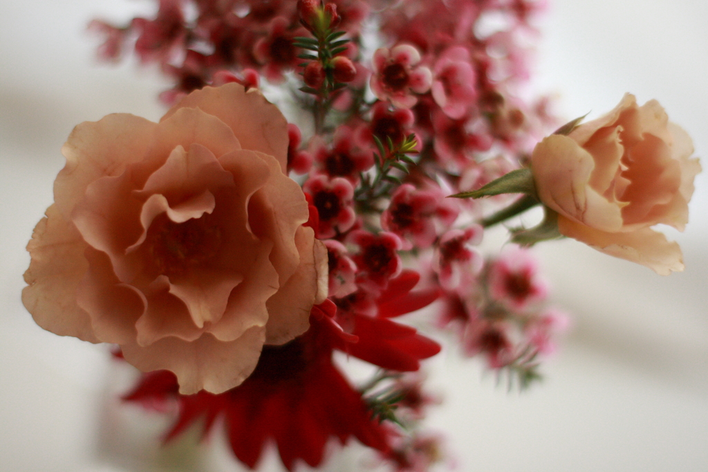 a flower 1