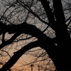 夕暮れ