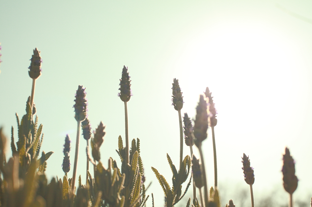 Ｌavender