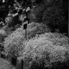 かすみ草～夜の蝶々へ