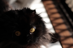neko6