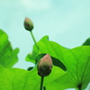Hasu