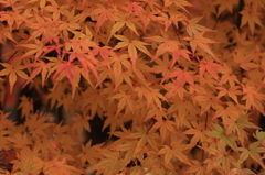 紅鬱金