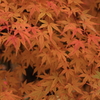 紅鬱金