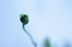 蕾