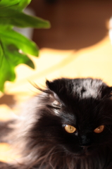 neko3