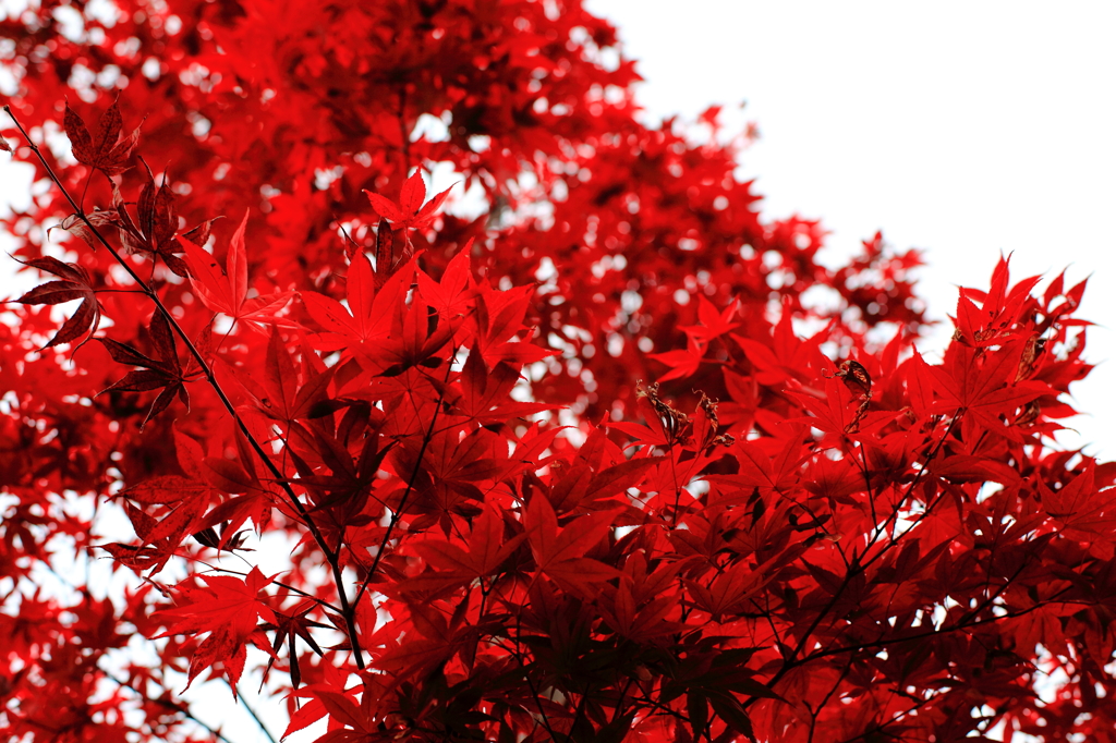 紅色
