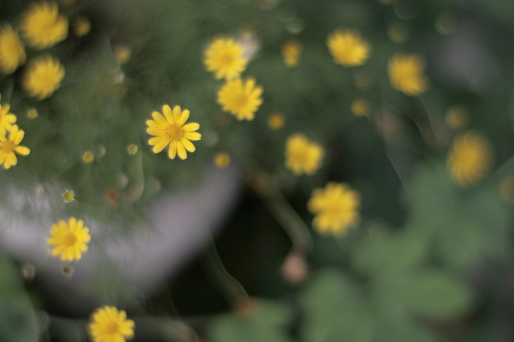 小さな花