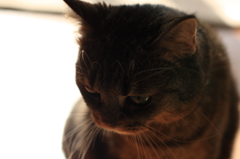neko2