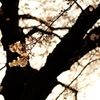 sakura1