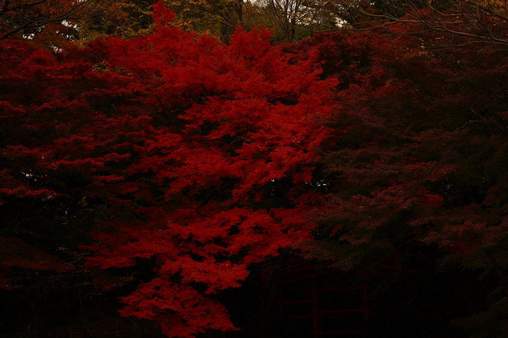 ほの暗い紅の向こうから…