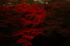 ほの暗い紅の向こうから…