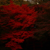 ほの暗い紅の向こうから…