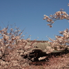 和の春