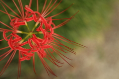 曼珠沙華