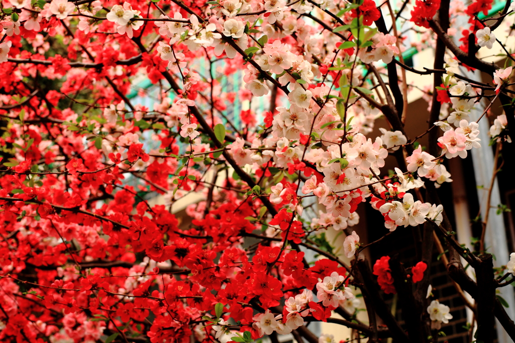 ume