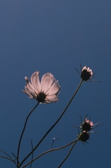 秋桜