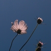 秋桜