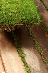 a grassy 