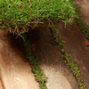 a grassy 