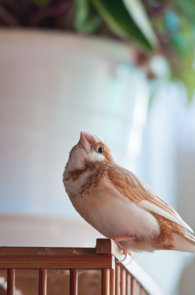 ちびっち