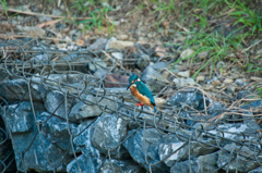 初めてのカワセミ