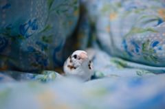 ジュウシマツ