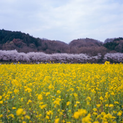 桜と菜の花