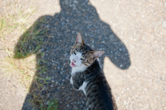 ミーちゃん