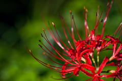 曼珠沙華